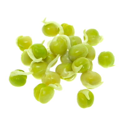 sunflower 183 fresh sprouts sunflower 183 fresh sprouts