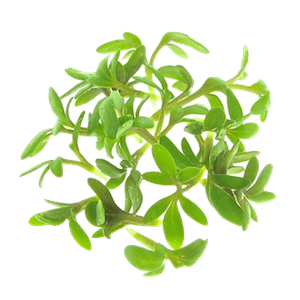 Cress sprouts organic FRESH SPROUTS