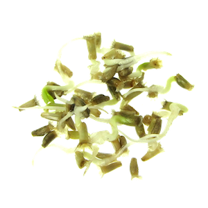 Endive sprouts FRESH SPROUTS