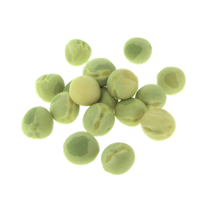 Pea sprouting seeds FRESH SPROUTS Pea sprouting seeds FRESH SPROUTS