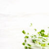ZenGreens® - Biologische broccolizaden - Kies tussen 10 g, 200 g en 500 g - Broccolizaden met een kiemkracht van meer dan 97% - Microgreens