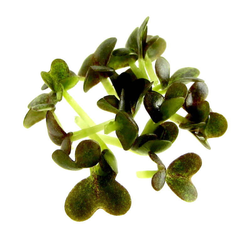 Sprossen Mizuna FRESH SPROUTS