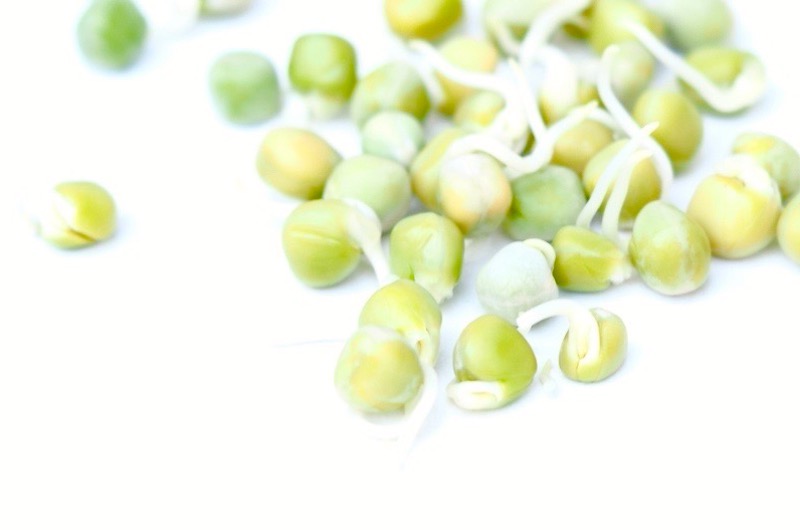 Why sprouts pea sprouts FRESH SPROUTS