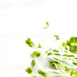 waarom radijs kiemgroente fresh sprouts