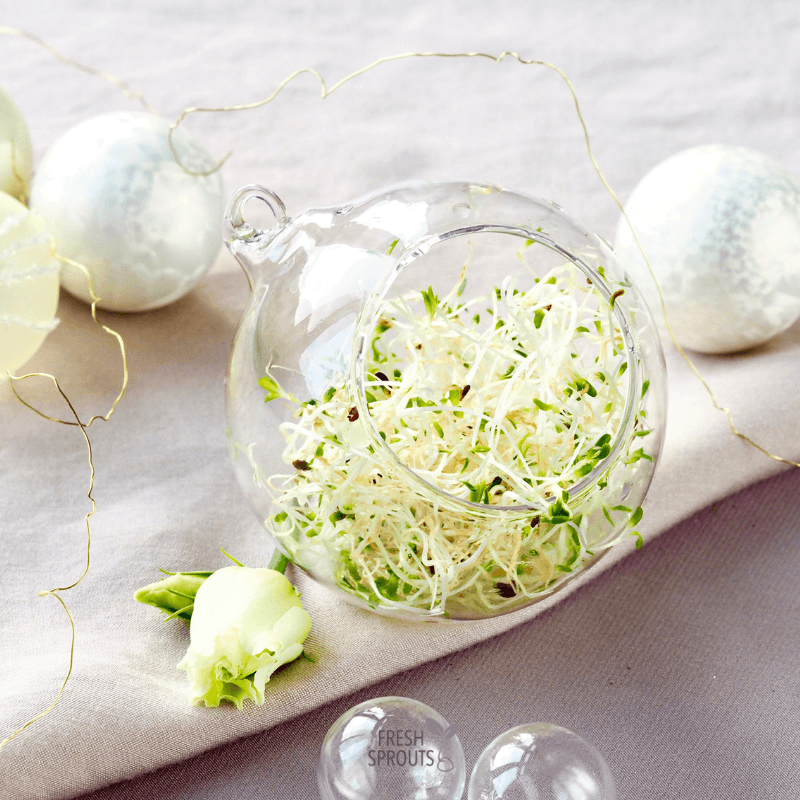 Table settings with sprouts in a glass ball FRESH SPROUTS