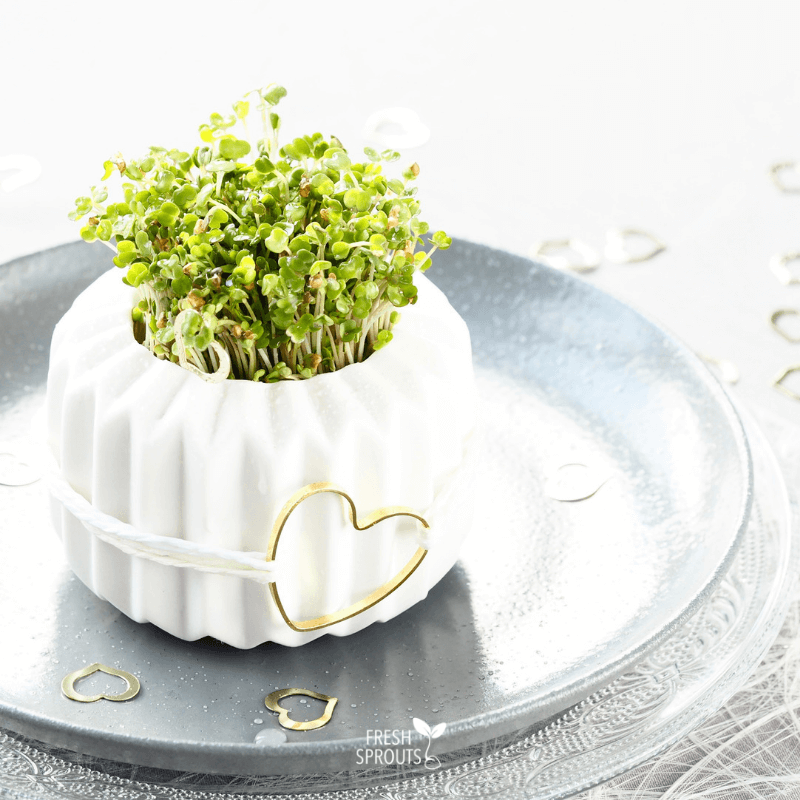 Sprouts in a small pot for your table decoration