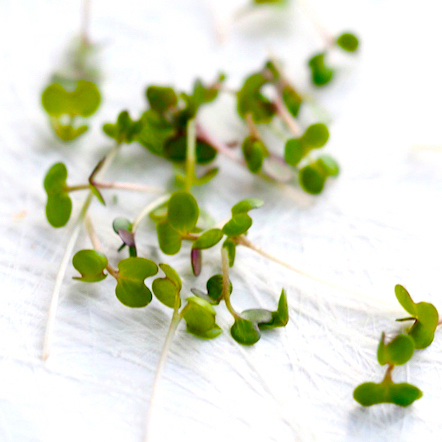 Mucilaginous seeds from Mustard grown on cotton for 5 days FRESH SPROUTS