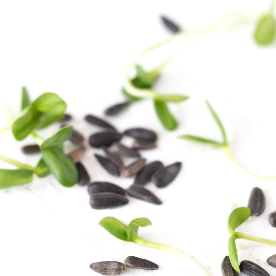 Mouldy or moldy sprouts FRESH SPROUTS Mouldy or moldy sprouts FRESH SPROUTS