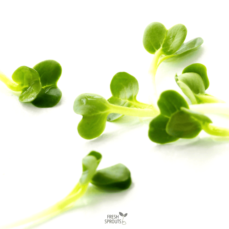 Mouldy sprouts of radish FRESH SPROUTS Mouldy sprouts of radish FRESH SPROUTS