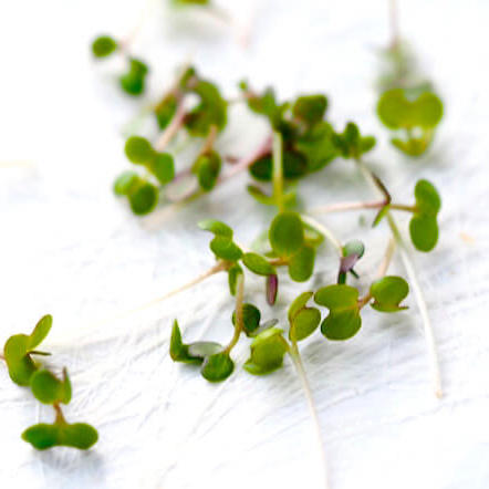 Pink And Purple Sprouts Are Coloured By Natural Dyes In The Plants Dna