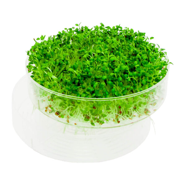 sproutpearl extra part seed tray par des fresh sprouts
