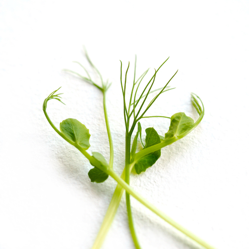 benefits of sprouts and microgreens