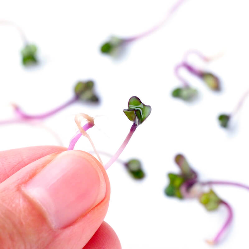 Grow sprouts all year round