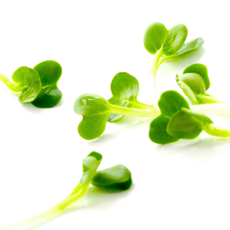 organic broccoli sprouts