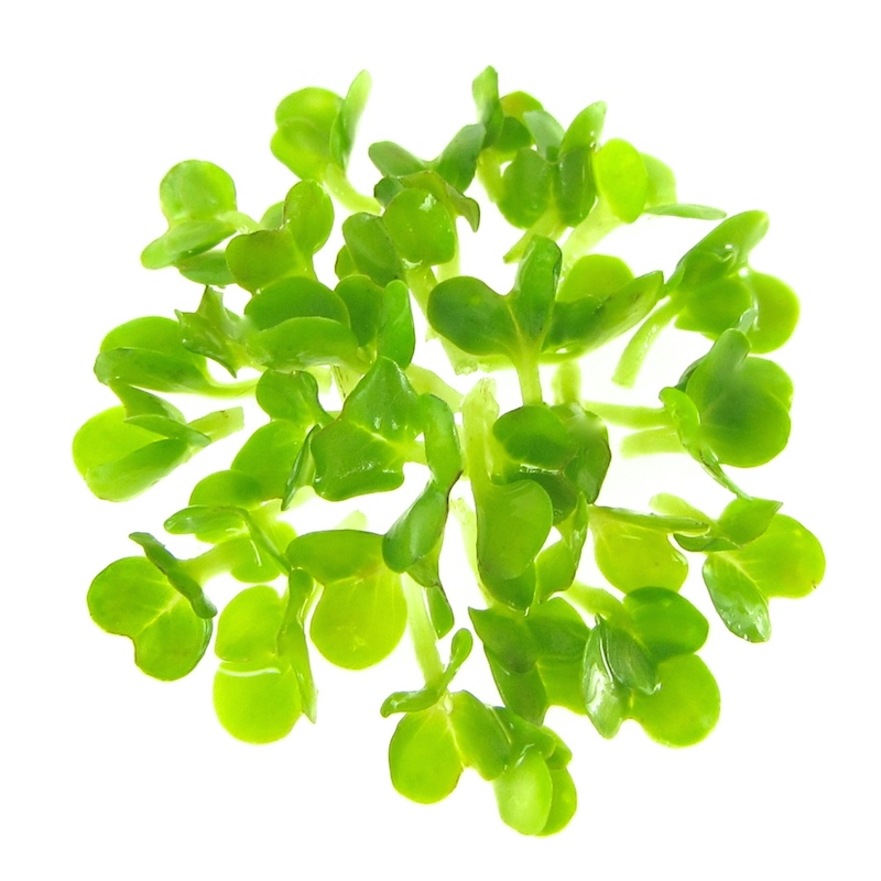 Organic broccoli sprouts from seeds