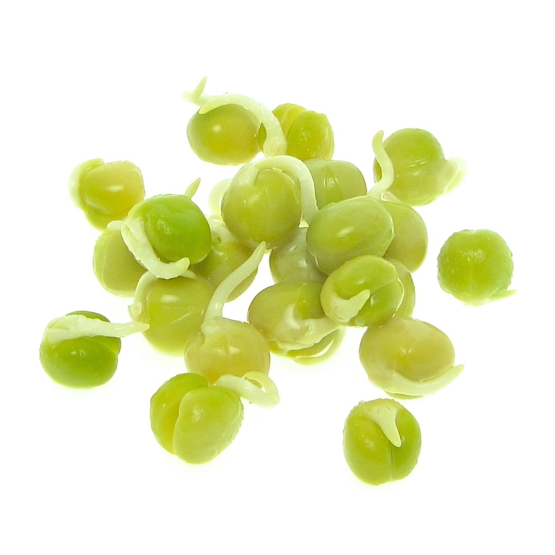 Organic pea seeds sprouted for 2 days