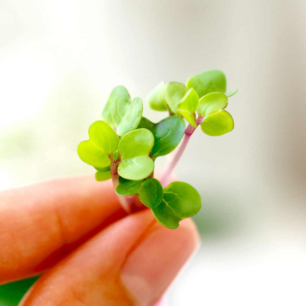 Rose radish sprouts