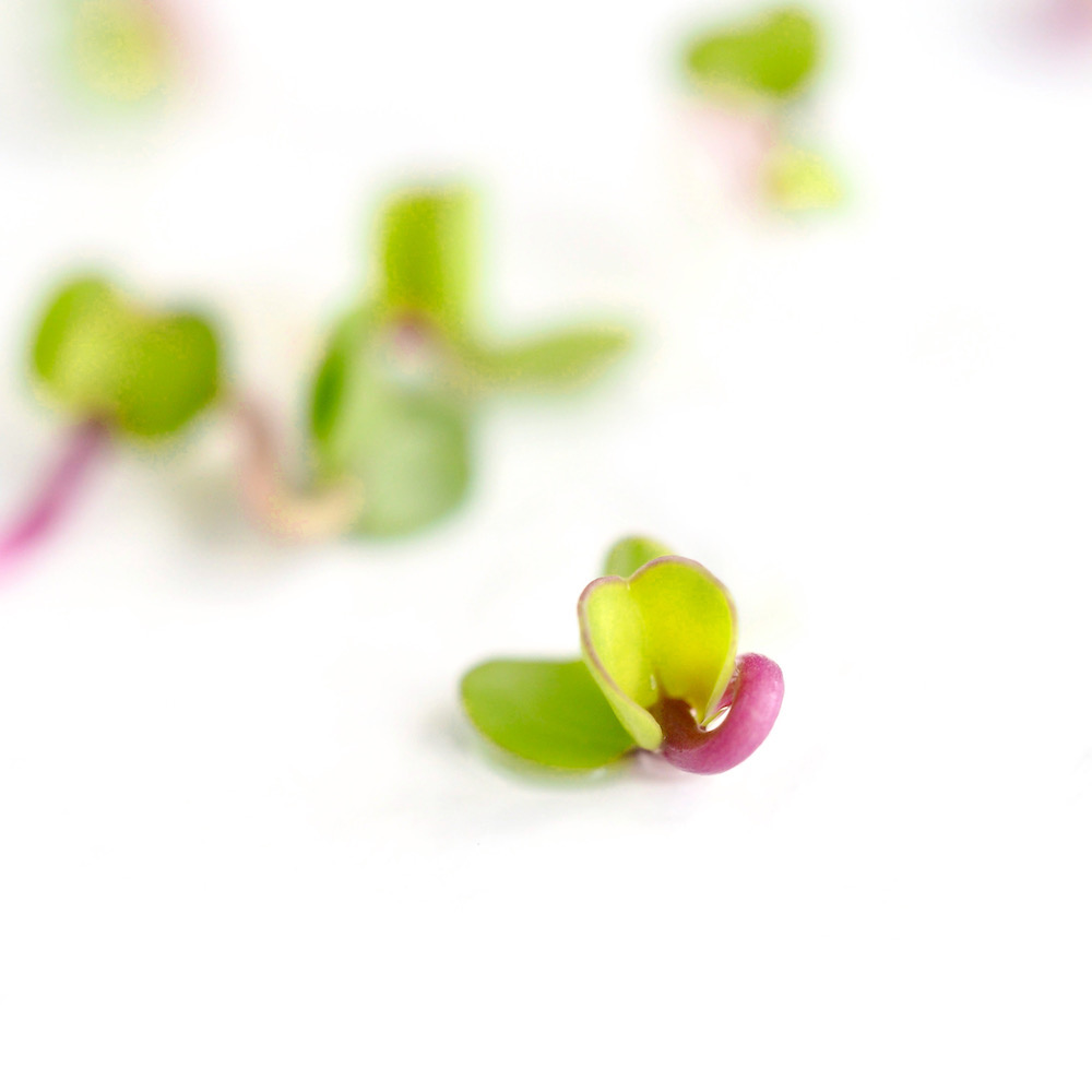 7 tips for sprouts in food
