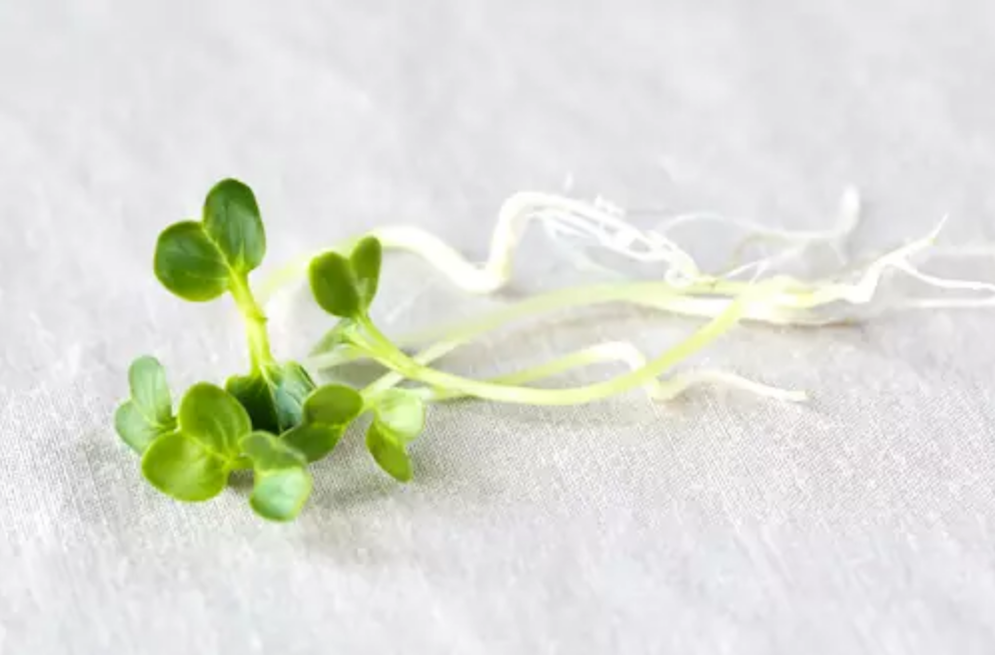 Microgreens harvest the plants