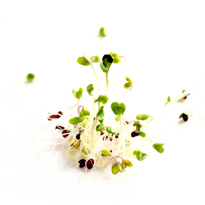 Mouldy broccoli sprouts is root hairs