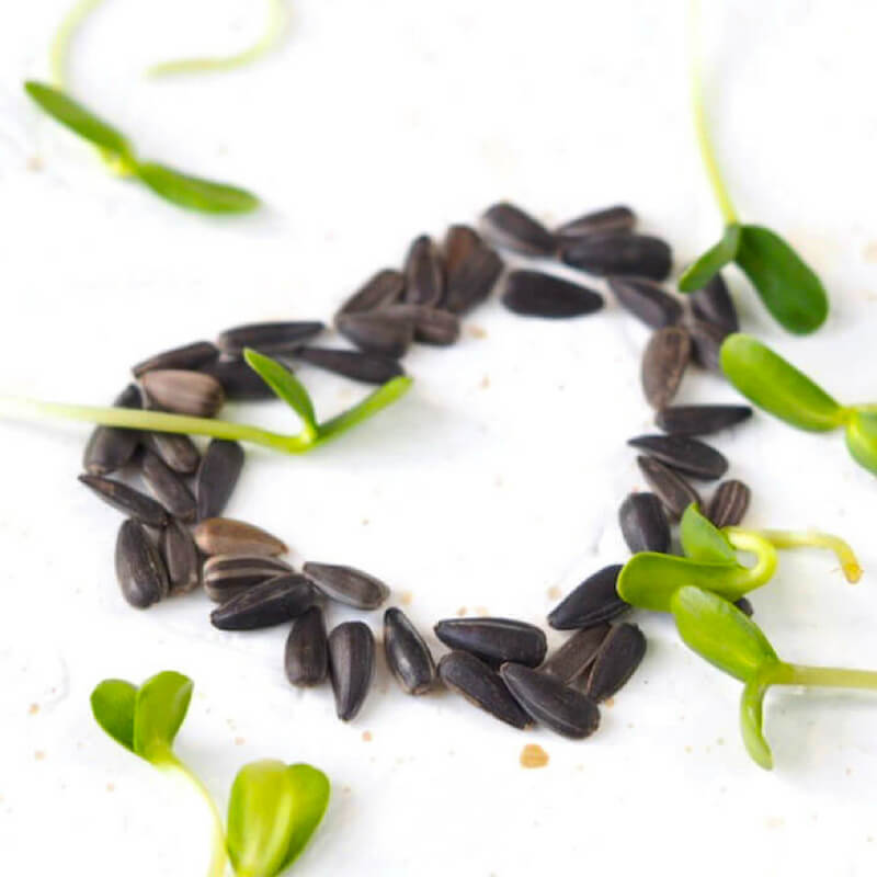 organic sunflower for sprouts