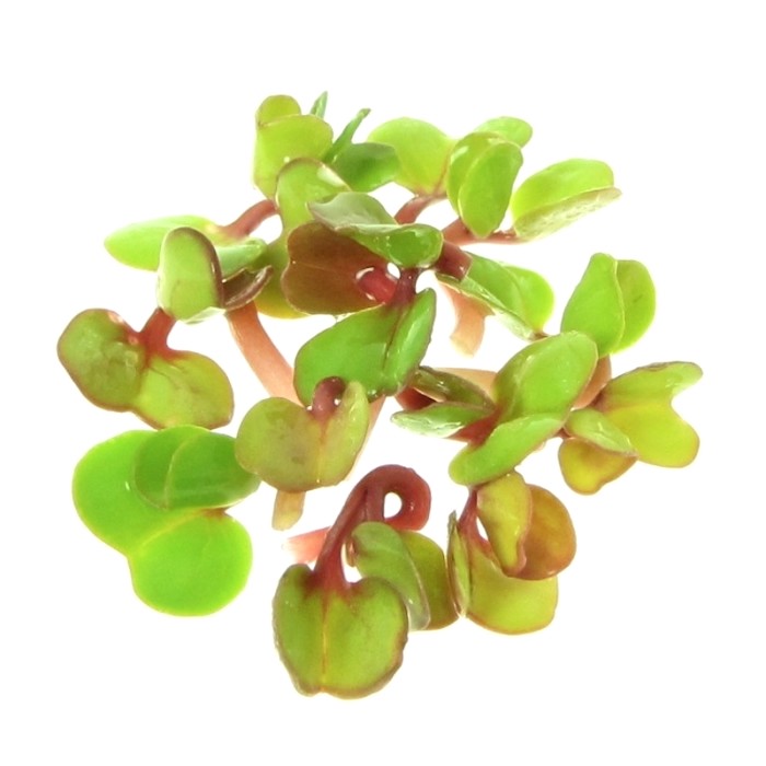 organic china rose radish sprouts