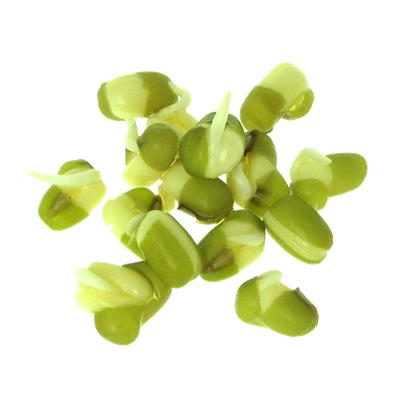 Organic mung beans sprouted after one day