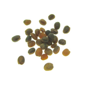 Organic rucola seeds for sprouts