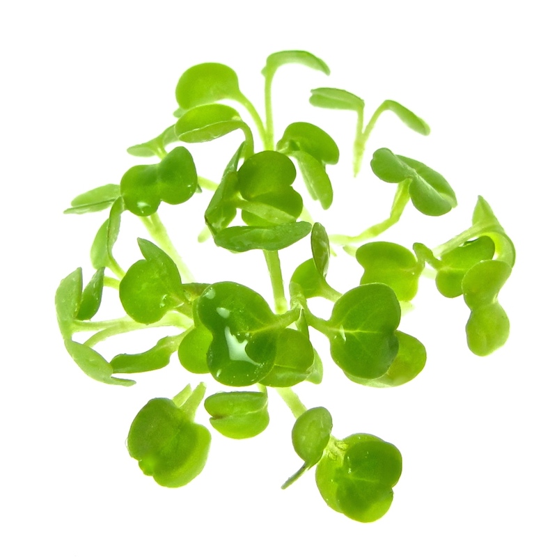 for or Organic seeds Rucola sprouts home-grown certified