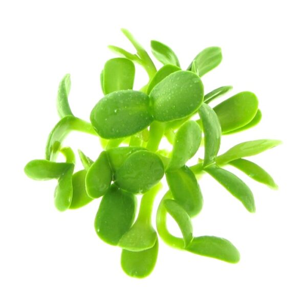 organic sunflower sprouts
