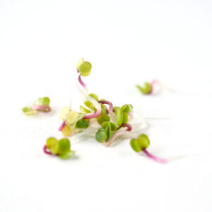 Placement of rose radish sprouts for color development