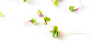 Placement of sprouts and microgreens