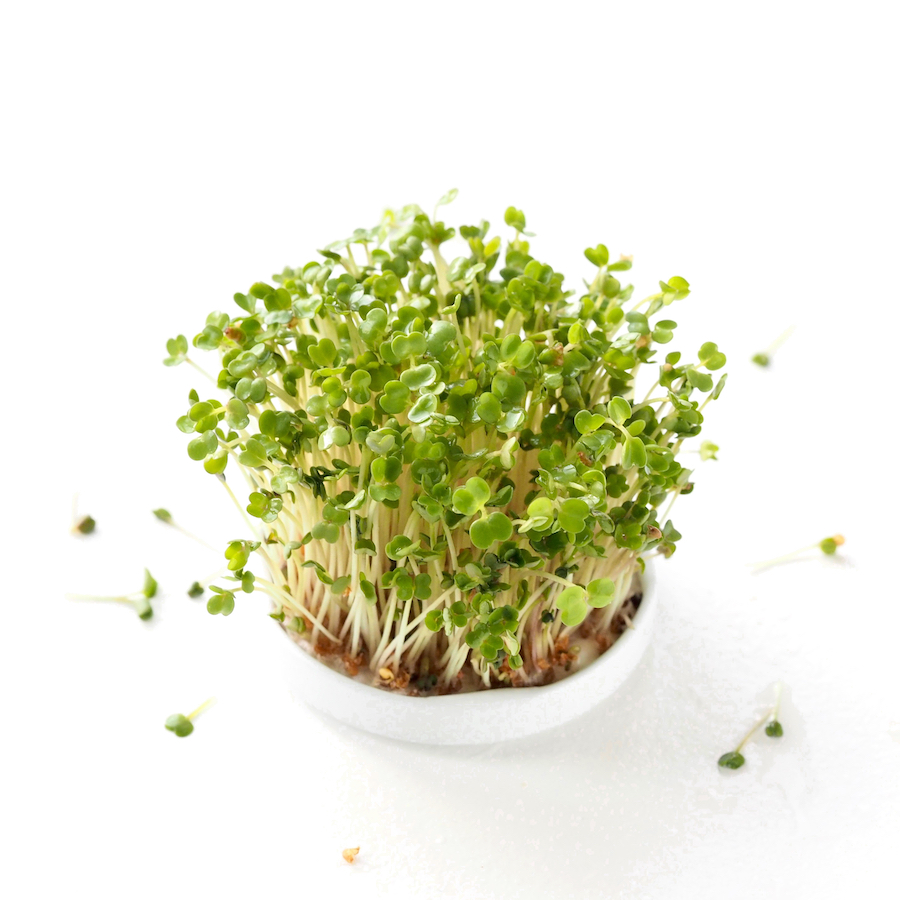 Rucola sprouts or salad rocket sprouts