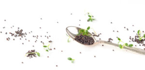 Seed amount for sprouts and microgreens
