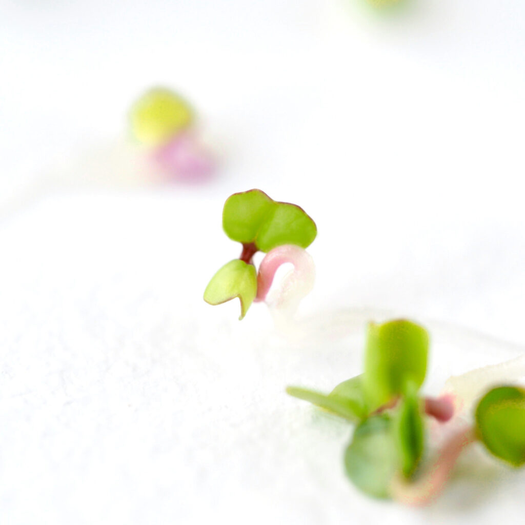 Placement of sprouts and microgreens