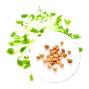 Organic Alfalfa seeds for Sprouts and Microgreens