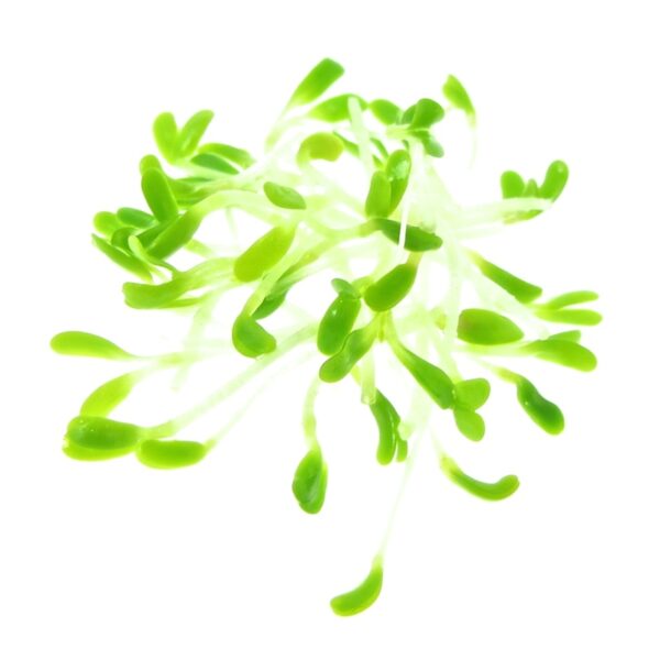 organic alfalfa sprouts