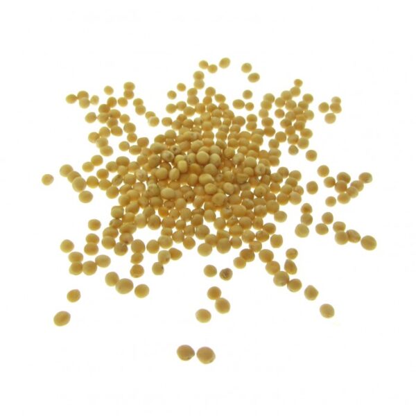 all organic mustard seeds for sprouts