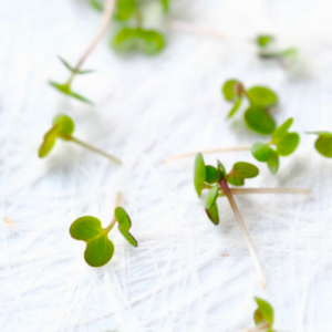 home-grown organic mustard sprouts