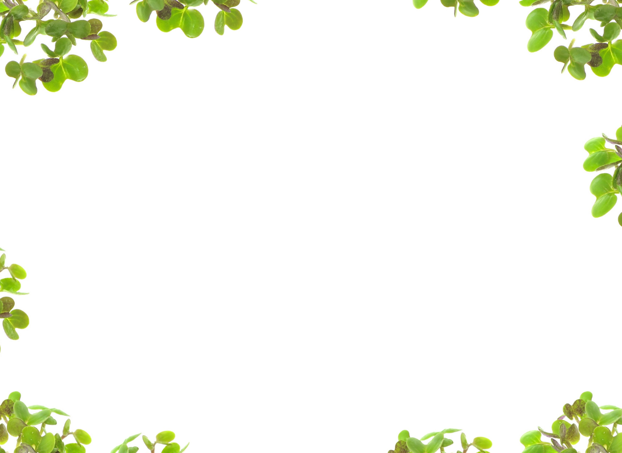 mustard sprout background