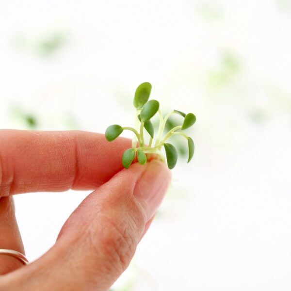 organic clover sprouts in hand