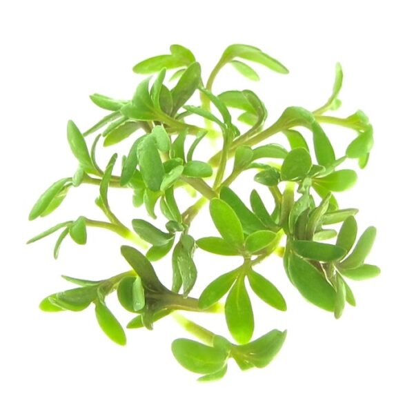 organic cress for sprouts