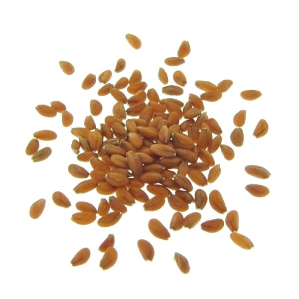 graines germées de cresson biologiques pour pousses et micro pousses