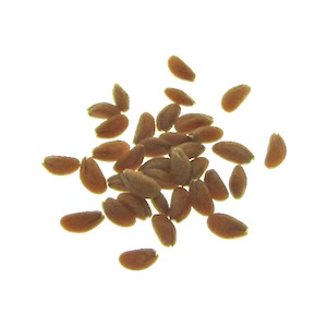 Cress, Greek (Organic) - Adaptive Seeds