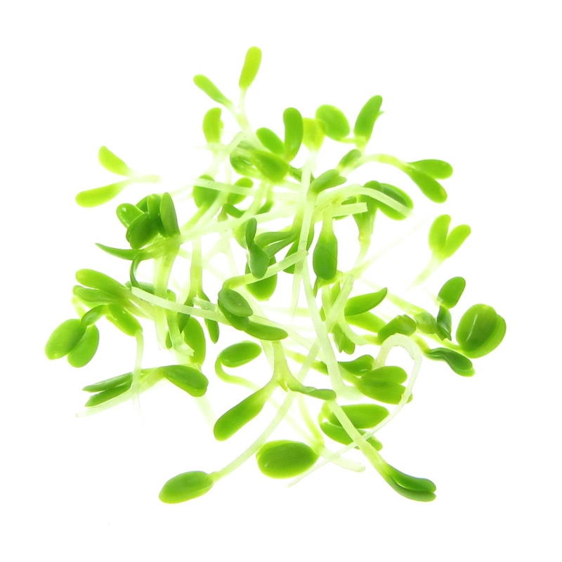 Sprout chart gives an overview of 24 varieties of sprouts and microgreens