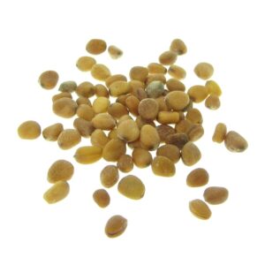 Bio Daikon Rettich Samen für Sprossen