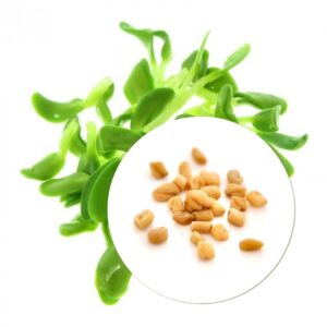 Organic Fenugreek seeds for Sprouts and Microgreens