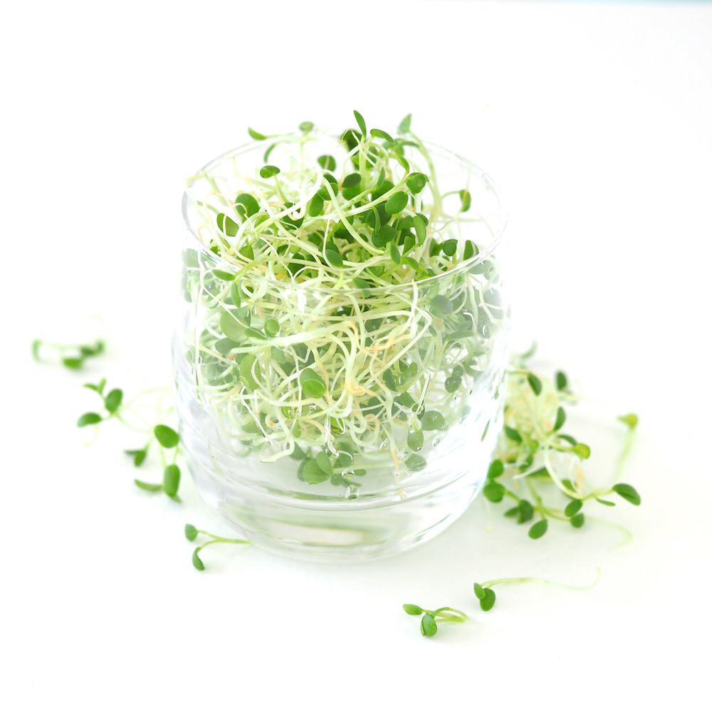 organic fenugreek sprouts