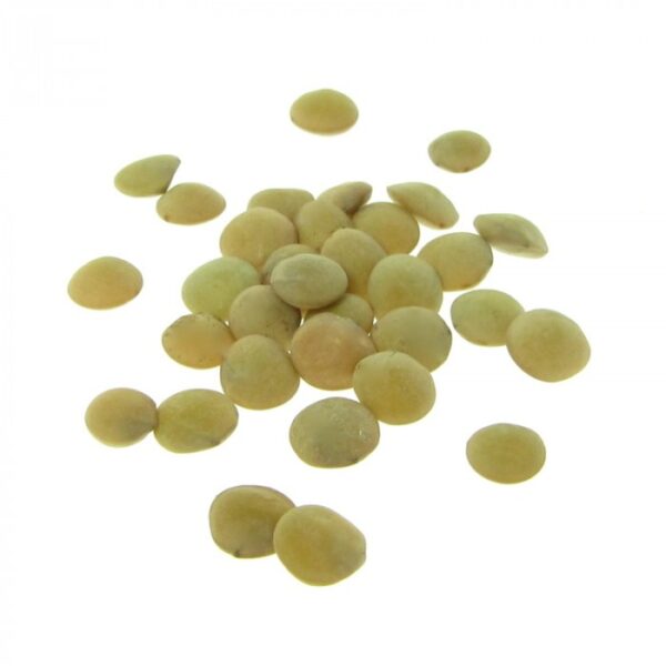 organic green lentil for sprouts
