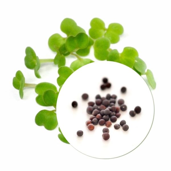 Organic Mizuna seeds for Sprouts and Microgreens